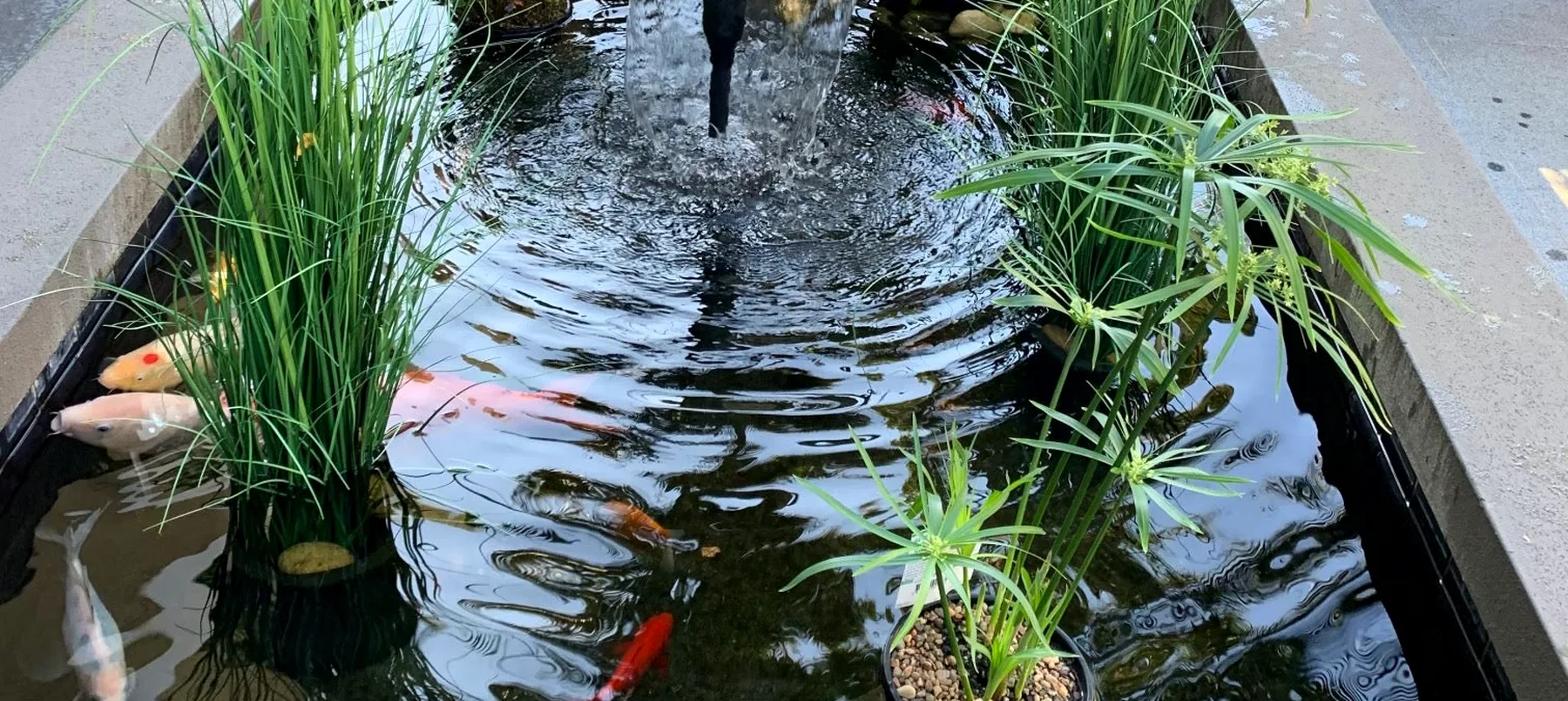 Koi pond serviced by Majestic Aquariums