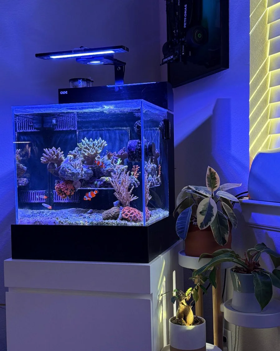 Home reef aquarium